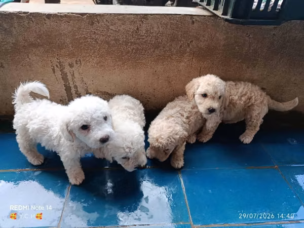 Bellas cachorritas french poodles