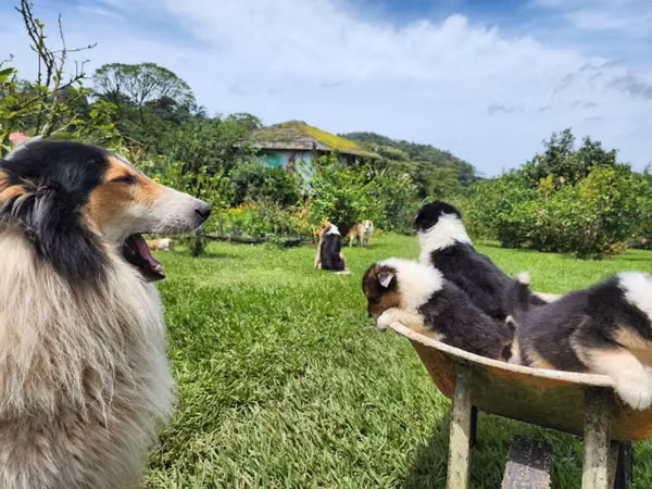 Cachorros Pastor Collie