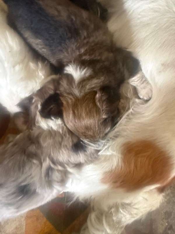 Perros