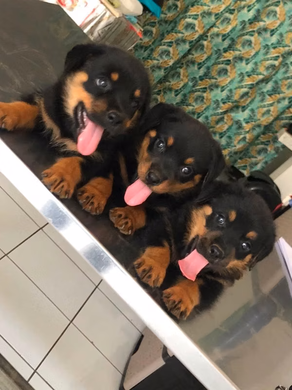 Rotweiller Alemán