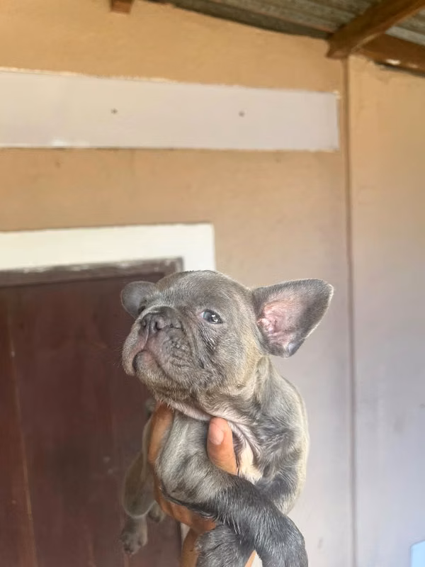 Bulldog Francés Blue