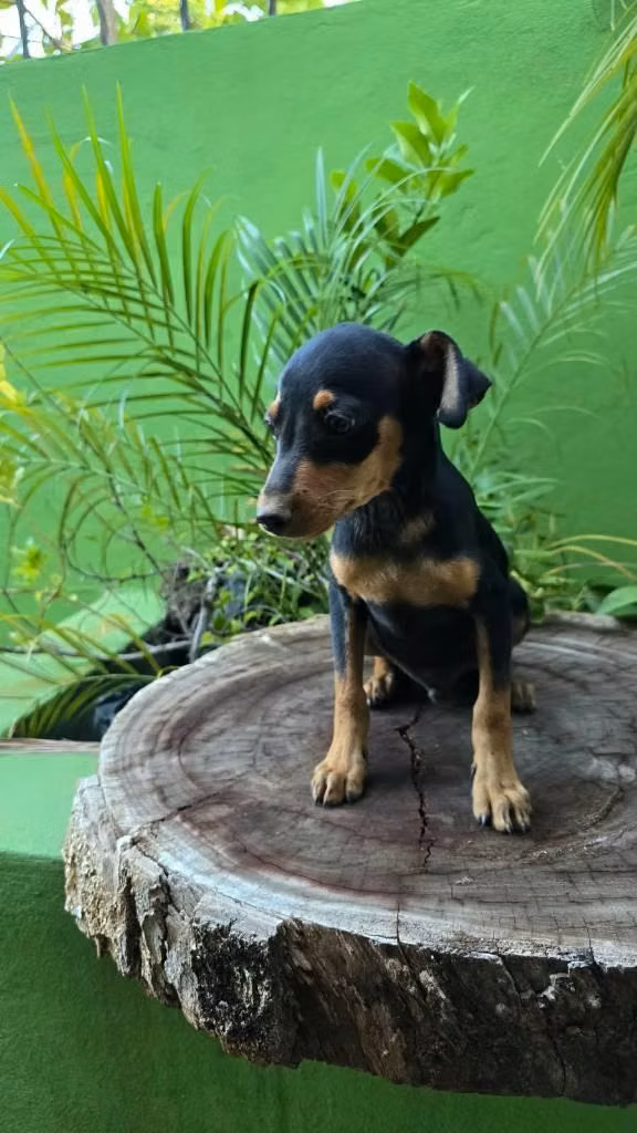 Vendo cachorros pincher