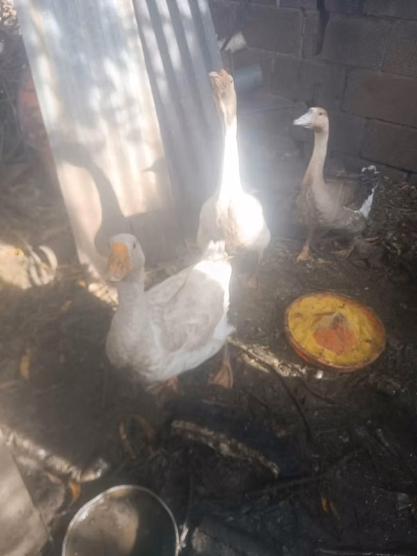 Aves gansos
