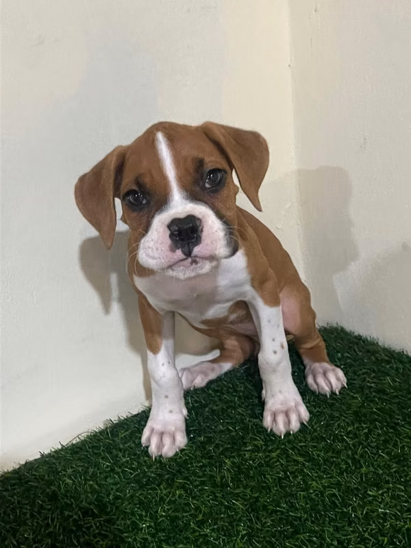 Boxer Americana