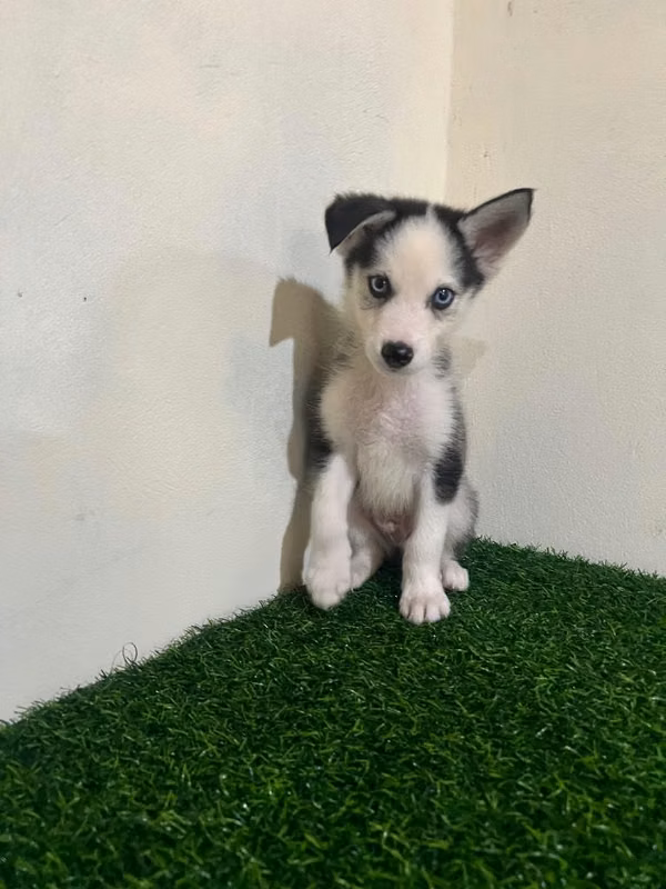Husky siberiano