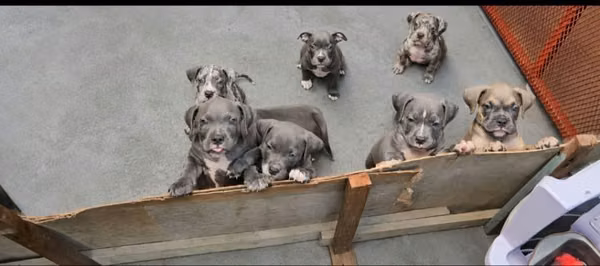 Lindos amercian bully 3 meses 