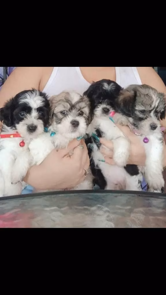 Perritos nacieron el 16 de agosto
