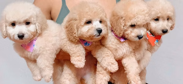 Hermosos cachorritos ,raza Fresh Poodle