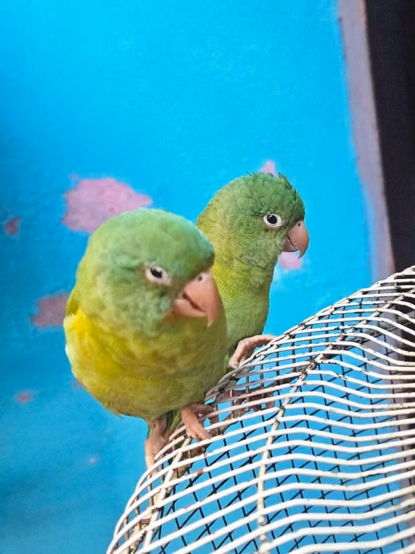 Chocoyitos