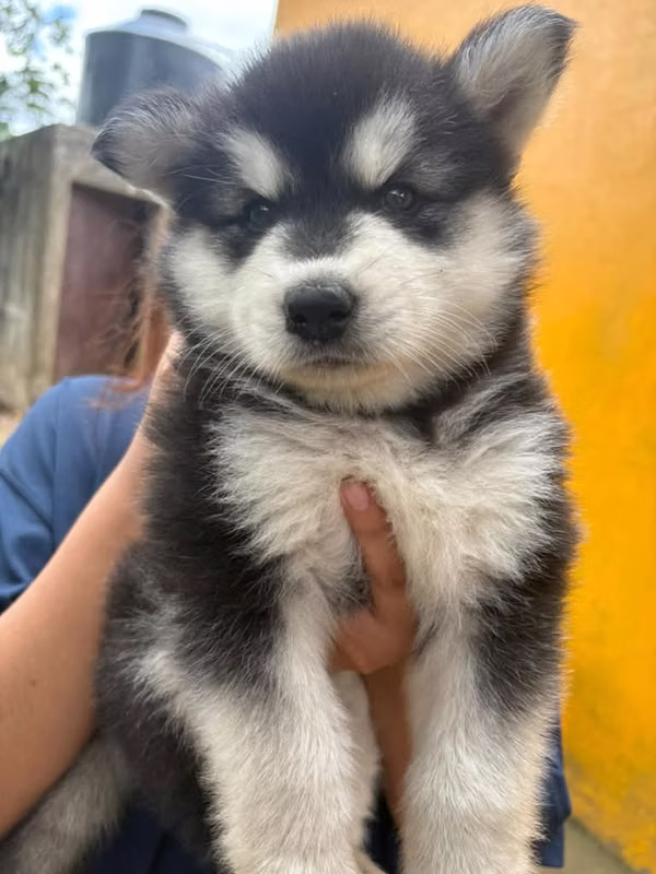 Huskies Siberianos