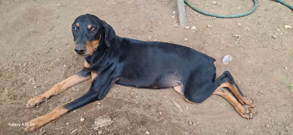 Black Doberman