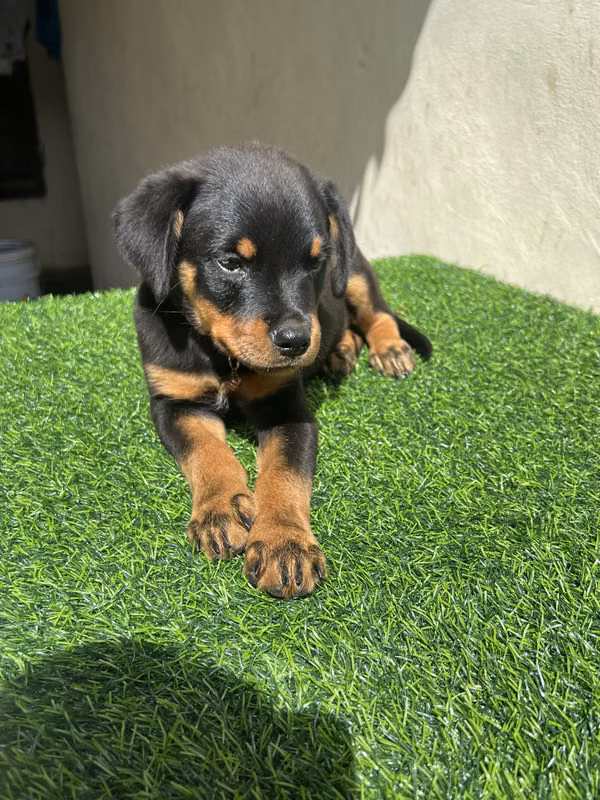 Rotweiller Female