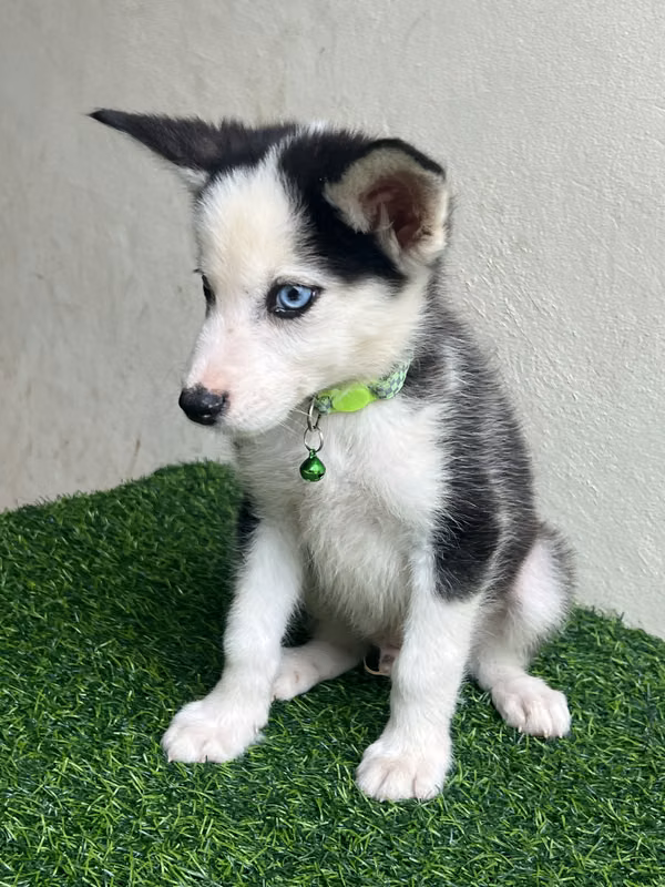 Huskys Siberianos 