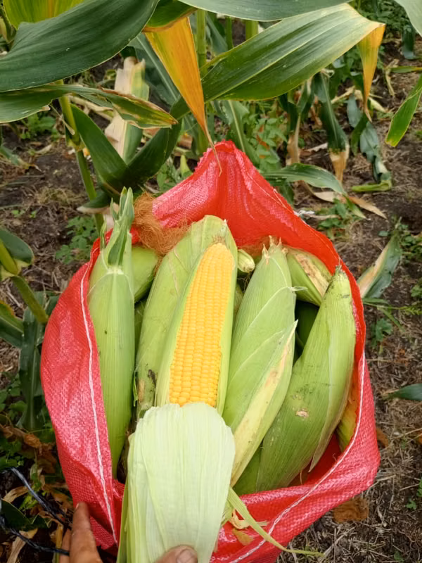 Elotes in Estelí to the Major and to the Detail) 124; Elot Asado