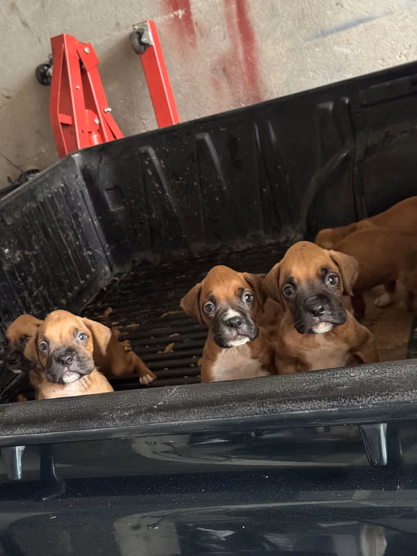 I sell nice boxer dogs