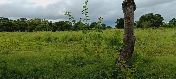 Terreno 2 manzana en Tisma 