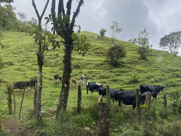 SOLD ESTATE: 50 BLOCKS IN ORANGE REGION, MATAGALPA