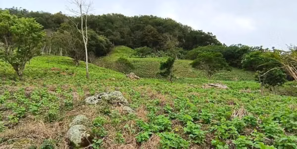¡FINCA EN VENTA EN ESTELÍ – ZONA DE LIMÓN!