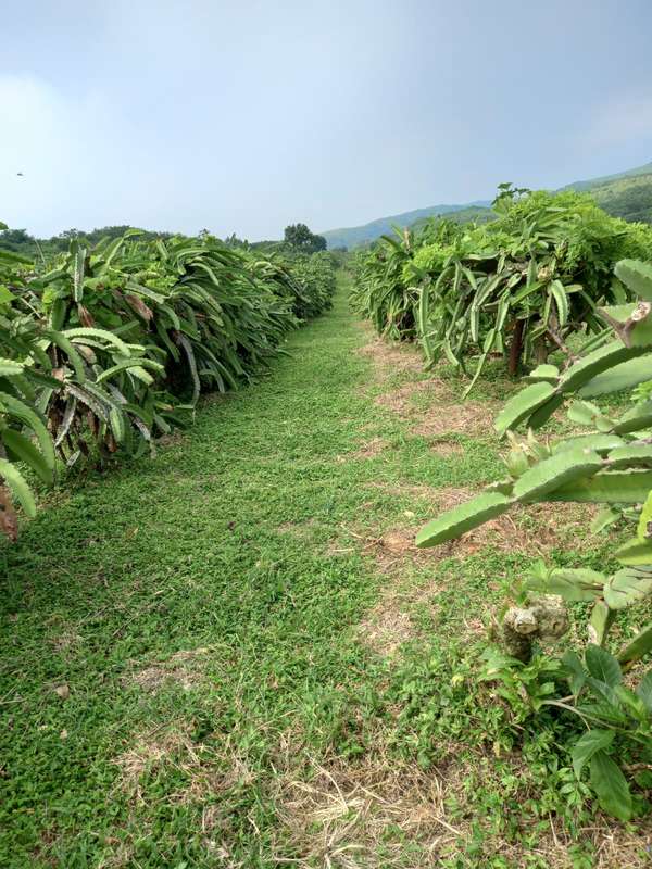 SL-Vendo finca en Carretera Sur km 27
