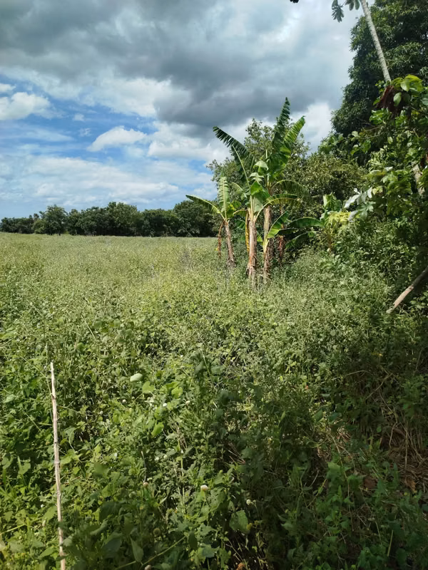 It is sold 2 blocks and three quarters of Apple-Chinandega. Road to the old man