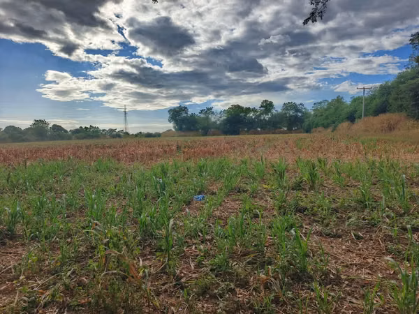 They sell 2 and a half blocks of land in chichigalpa - sector San Cayetano, 100 metres from the Pan 