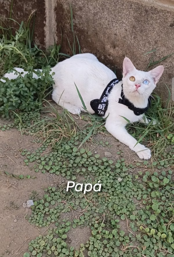 No te quedes sin el tuyo único gatito macho de raza azul ruzo cruzado con Khao Manee 