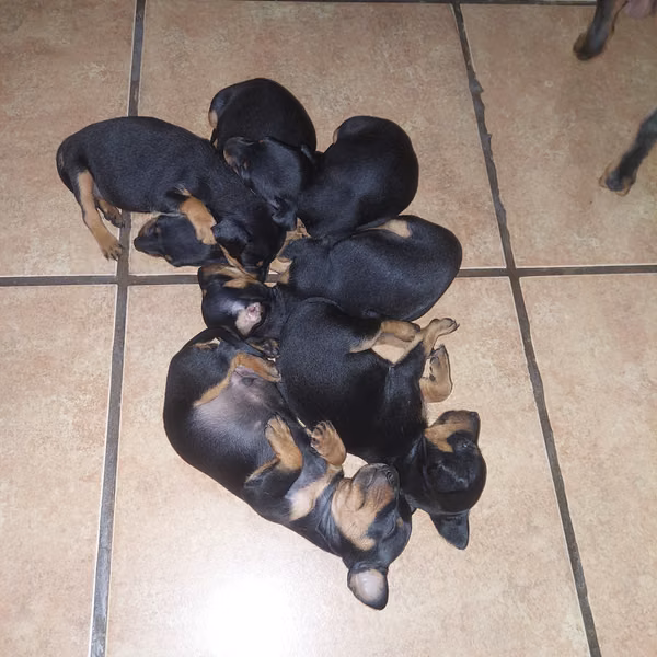 Doberman pinher