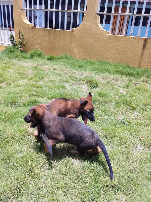 Pastor belga malinois con pastor alemán 