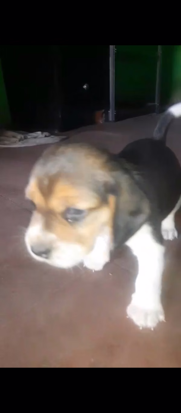 Beagle pigs