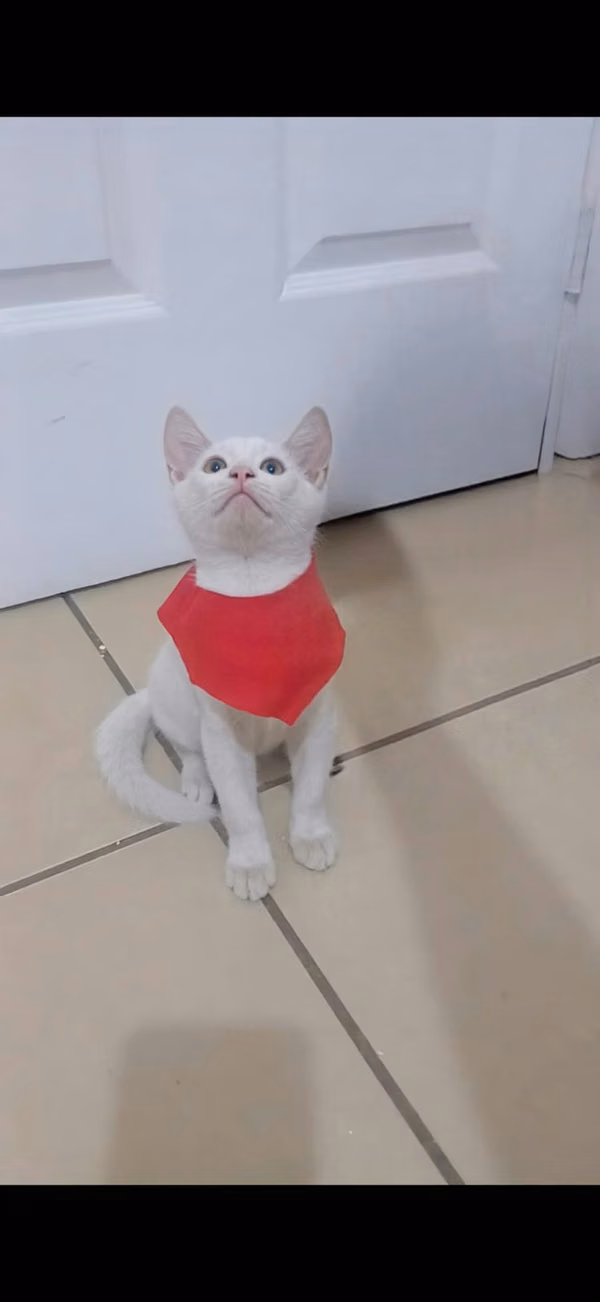 Only available male kitten of Russian blue cross with Khao Manee do not run out of your mom and dad