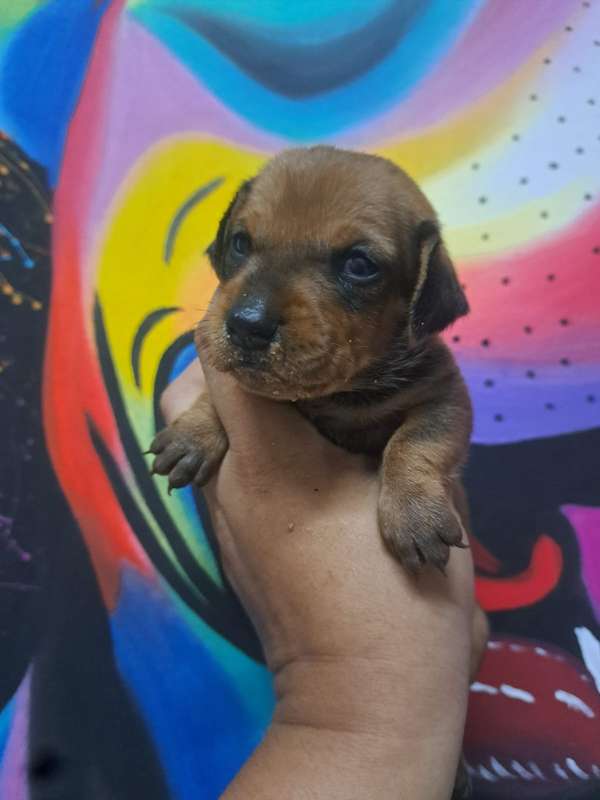 Salchicha disponible 
