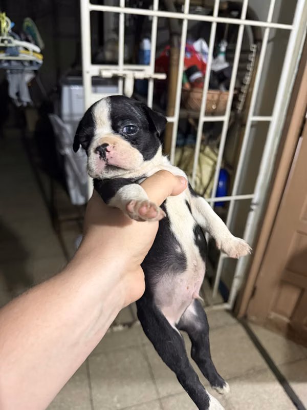 Boston Terrier 100% puro
