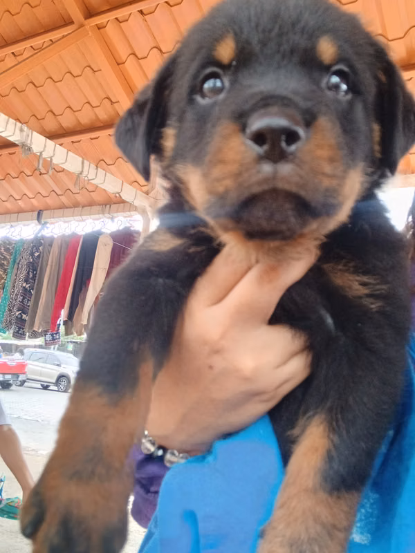 Cachorro macho 