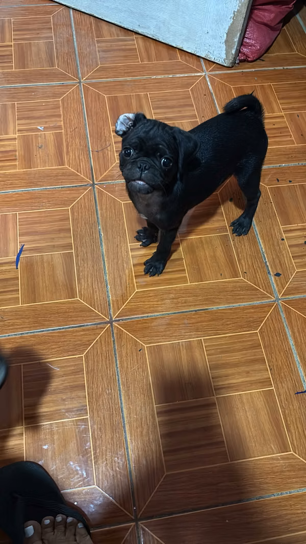 Perrita negra , perro color café 