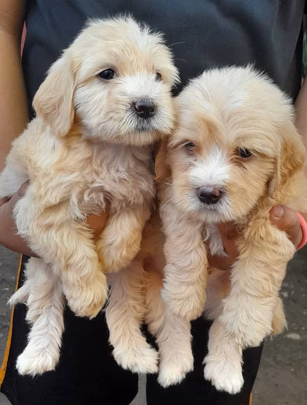 Nice pup vichou maltes