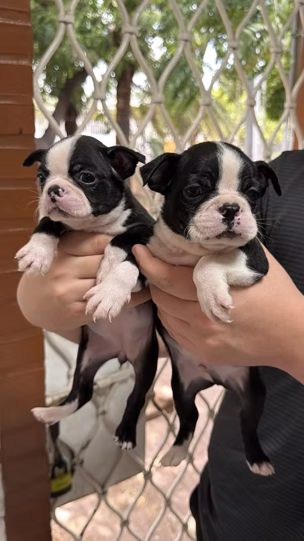 Boston Terrier