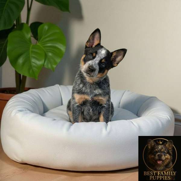 AUSTRALIAN BOYERO Cachor available