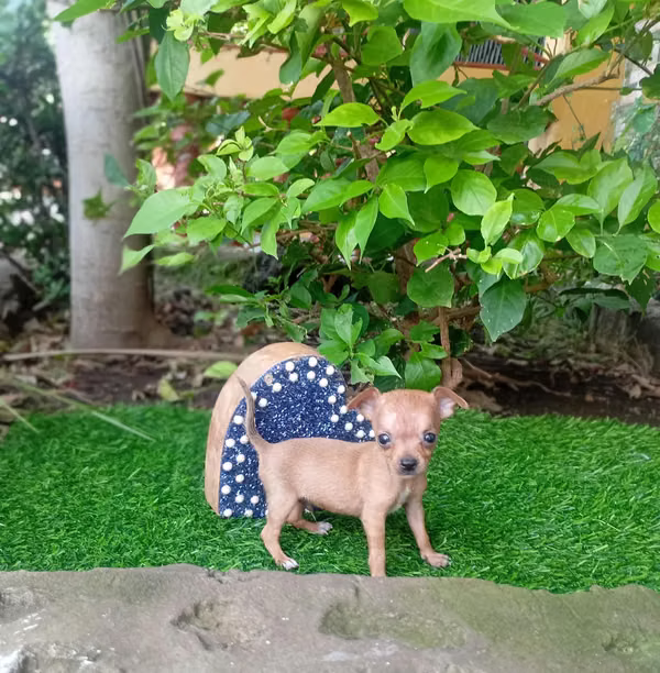 Chihuahua mini