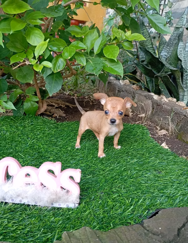 Fine Chihuahuas mini