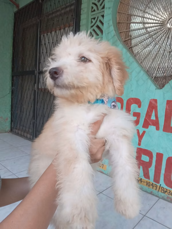 Beautiful puppy