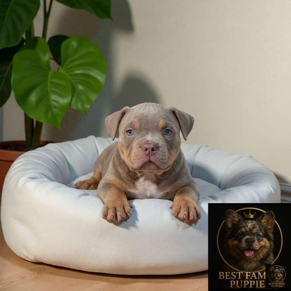 AMERICAN BULLY NANO Cachorro available