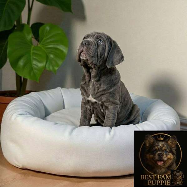 NAPOLITAN MASTIN Cachor available