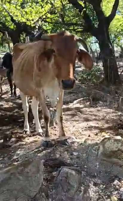Selling Cows and Vickles