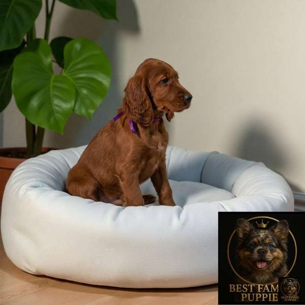 Cachorro Setter Irlandés / Irish Setter disponible