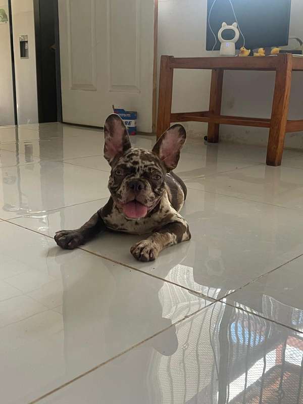 Exotic French Bulldog