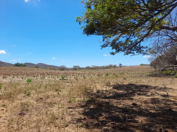 SOLD FARM OF 6OO APPLES LOCATED IN DIRIAMBA CARAZO