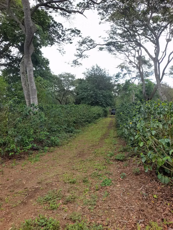 SE VENDE FINCA CAFETALERA DE 28 MANZANAS EN DIRIAMBA CARAZO.