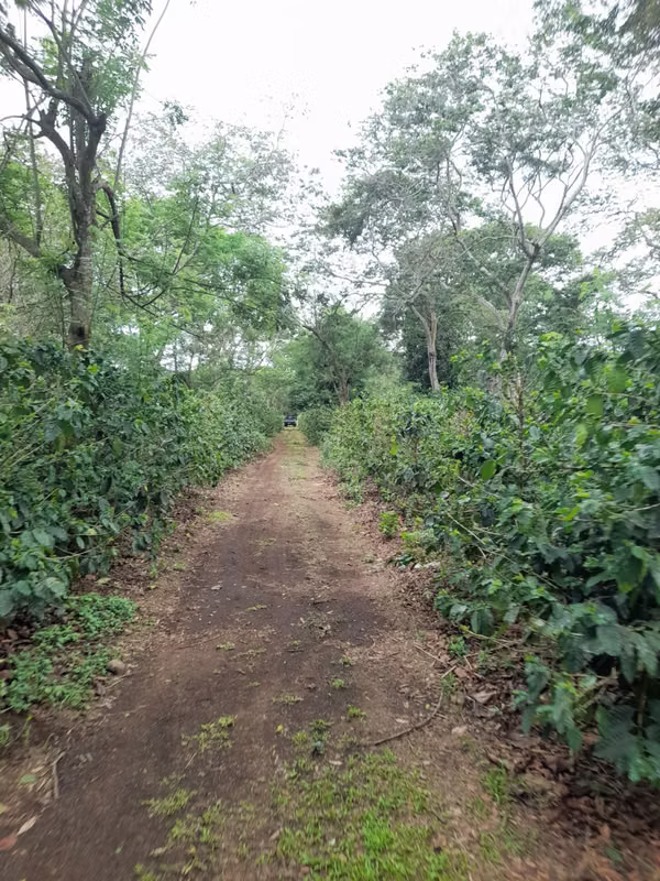 SE VENDE FINCA CAFETALERA DE 28 MANZANAS EN DIRIAMBA CARAZO.