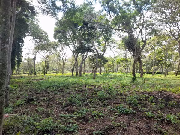 SE VENDE FINCA CAFETALERA DE 28 MANZANAS EN DIRIAMBA CARAZO.