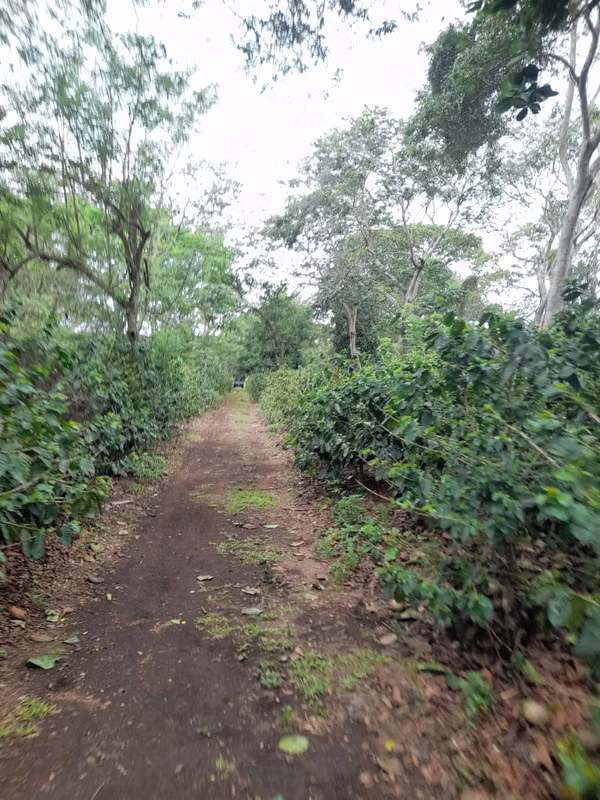 SE VENDE FINCA CAFETALERA DE 28 MANZANAS EN DIRIAMBA CARAZO.